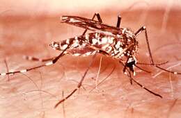 Image of Dengue fever mosquito