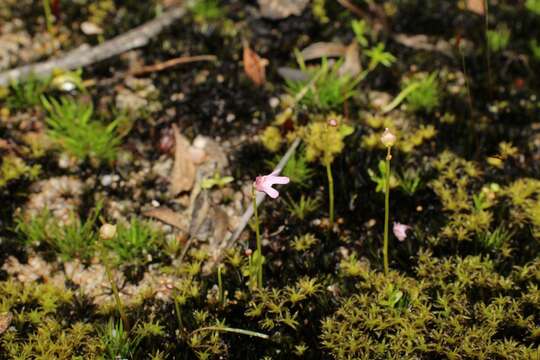 Image of Utricularia tenella R. Br.