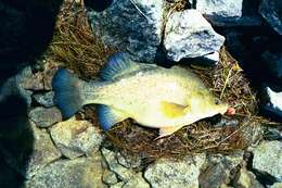 Image of Golden perch