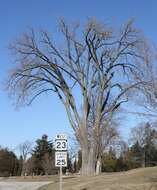 Image of eastern cottonwood