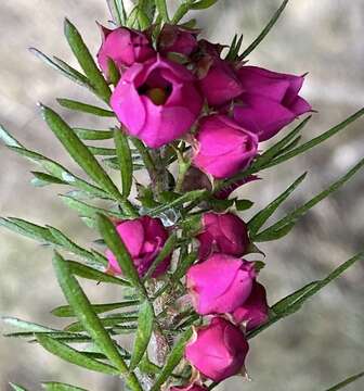 Image of Tall Boronia