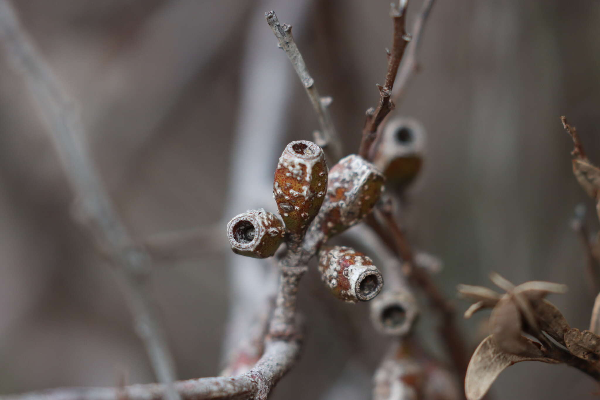 Image of Eucalyptus calycogona subsp. calycogona