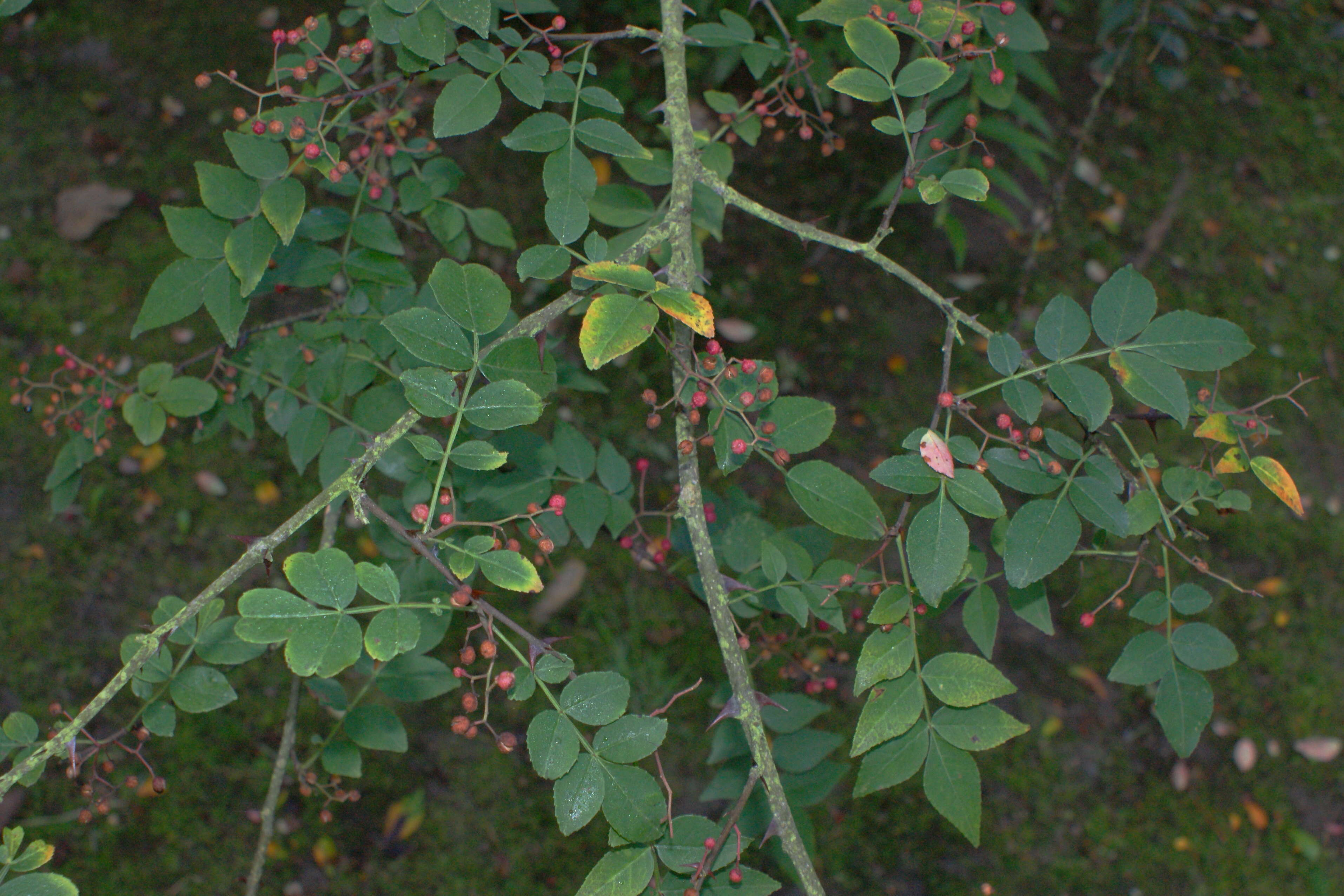 Image de Zanthoxylum simulans Hance