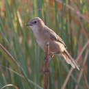 Image of Iraq Babbler