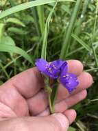 Image of longbract spiderwort