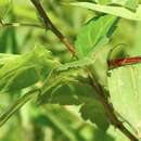 Image of Oberea fuscipennis (Chevrolat 1852)