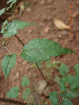 Image of Clematis javana DC.