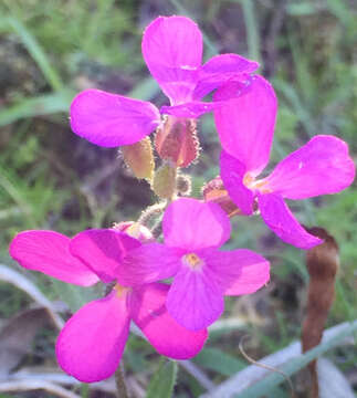 Image of rose rockcress