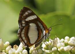 Image of Irenia Metalmark