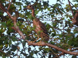 Image of White-backed Night Heron