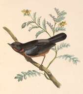 Imagem de Diglossa brunneiventris Lafresnaye 1846