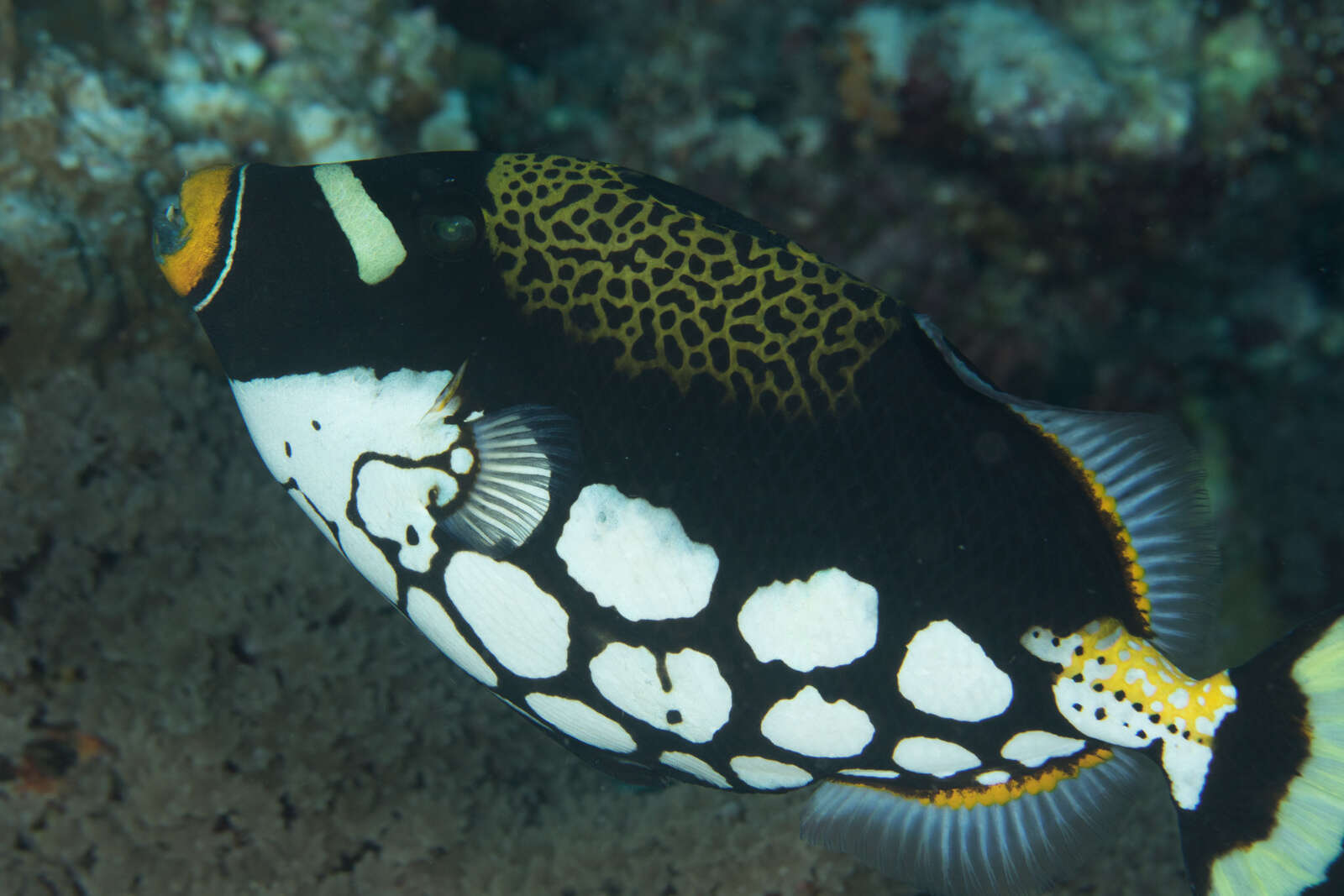 Image of clown triggerfish