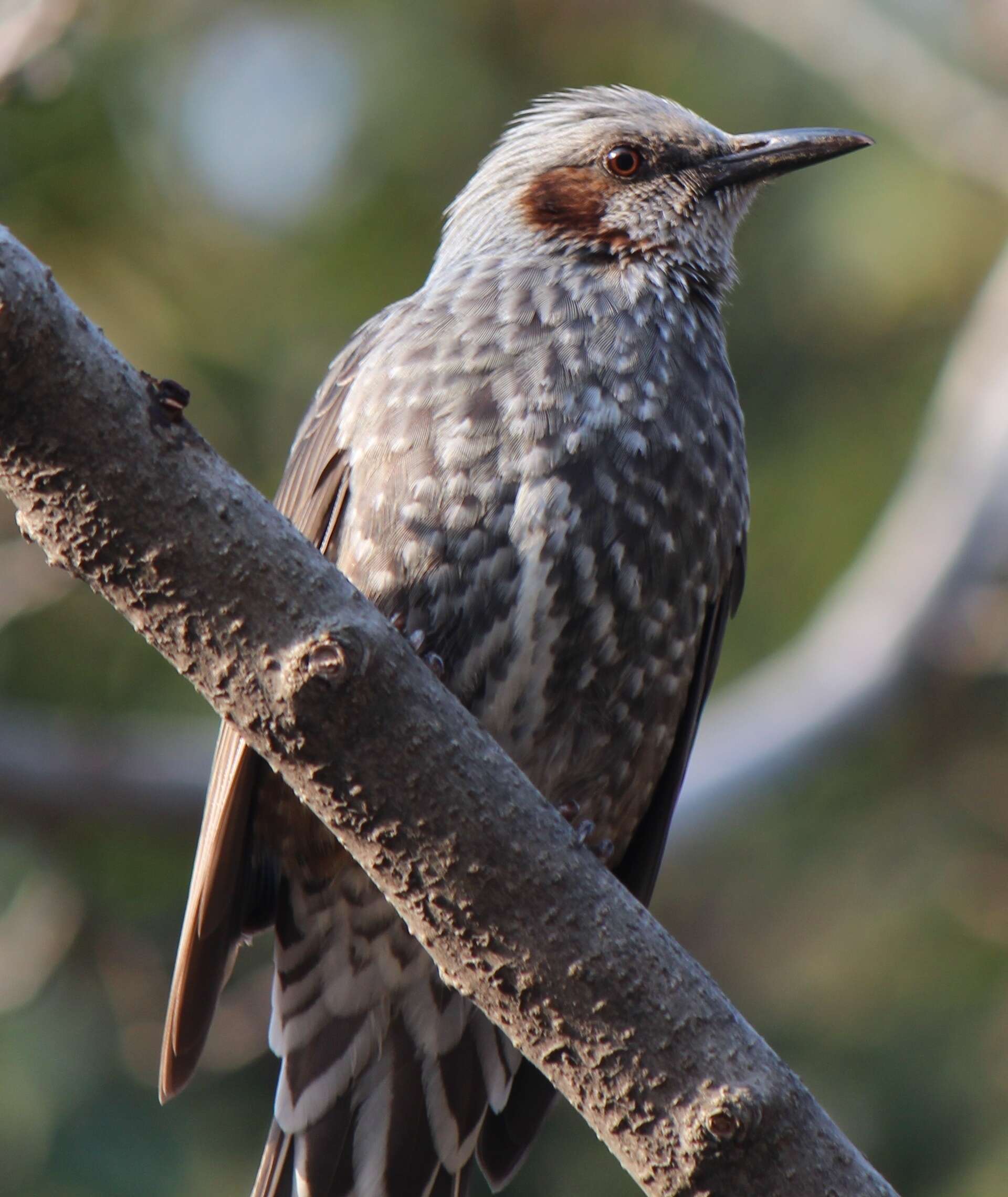 Image of Brown-eared Bulbul