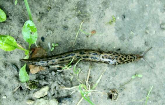 Image de Limax Linnaeus 1758