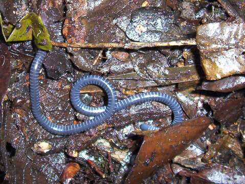 Image of Boulenger's Caecilians