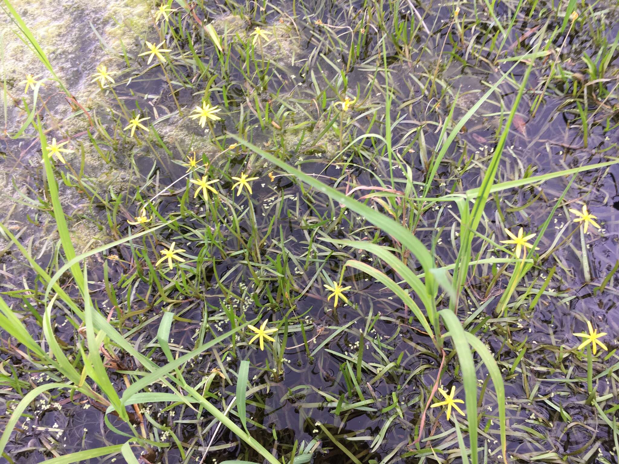 Image of grassleaf mudplantain