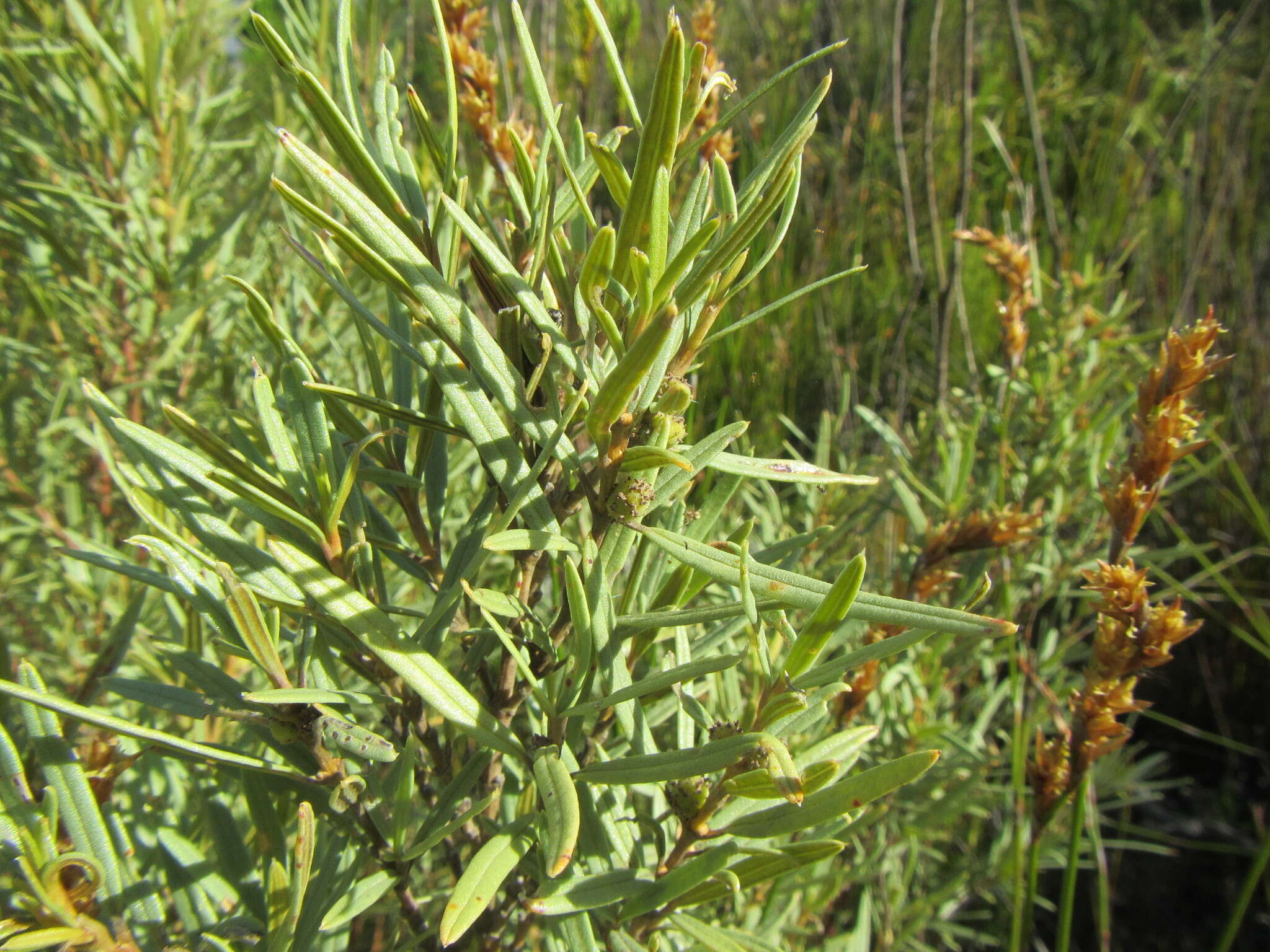 Imagem de Grubbia tomentosa (Thunb.) Harms