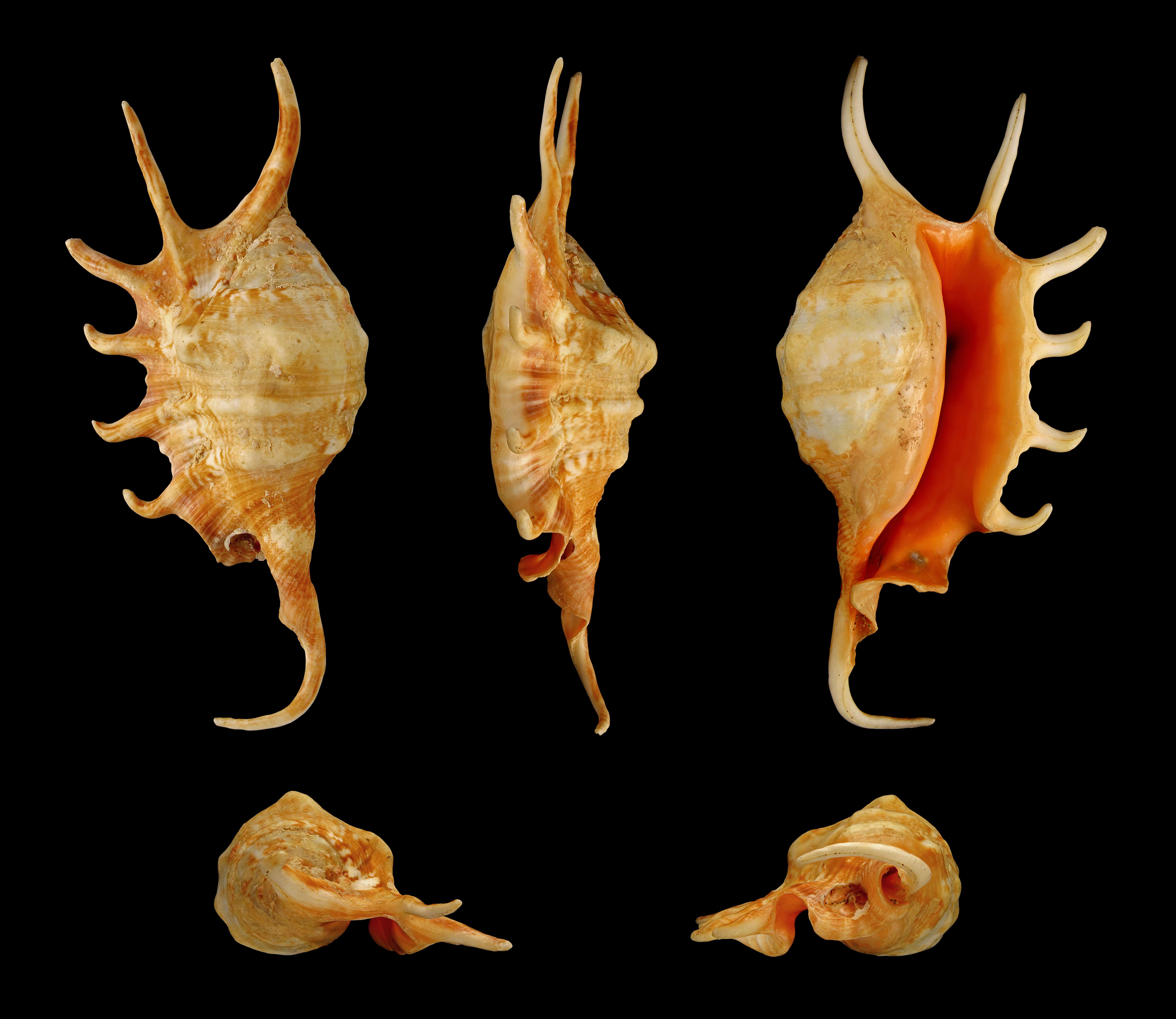 Image de Lambis crocata (Link 1807)