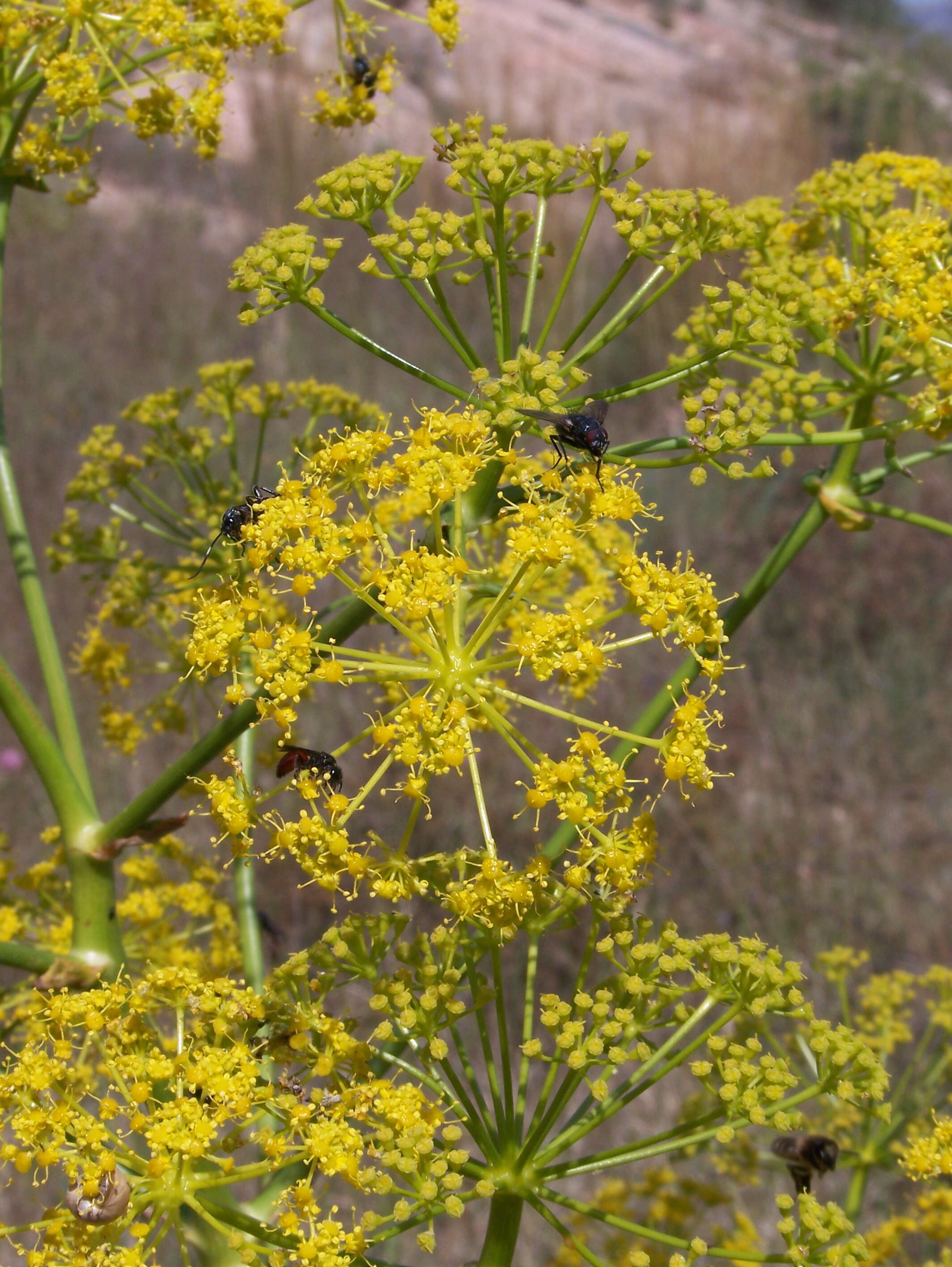 Image of fennel