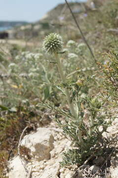 Image of southern globethistle