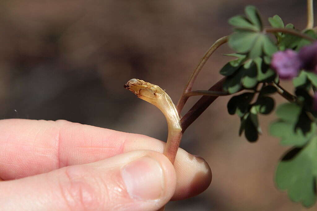 Plancia ëd Corydalis solida (L.) Clairv.