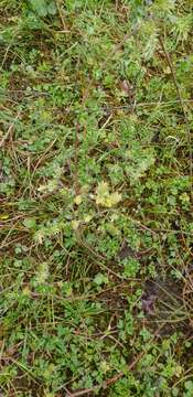 Image of creeping willow