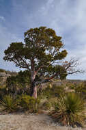 Arbutus xalapensis Kunth resmi