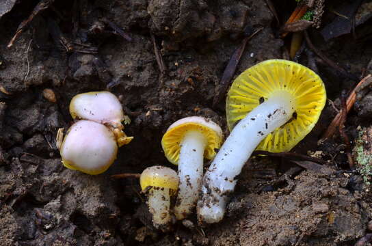 Plancia ëd Hygrocybe flavifolia (A. H. Sm. & Hesler) Singer 1951