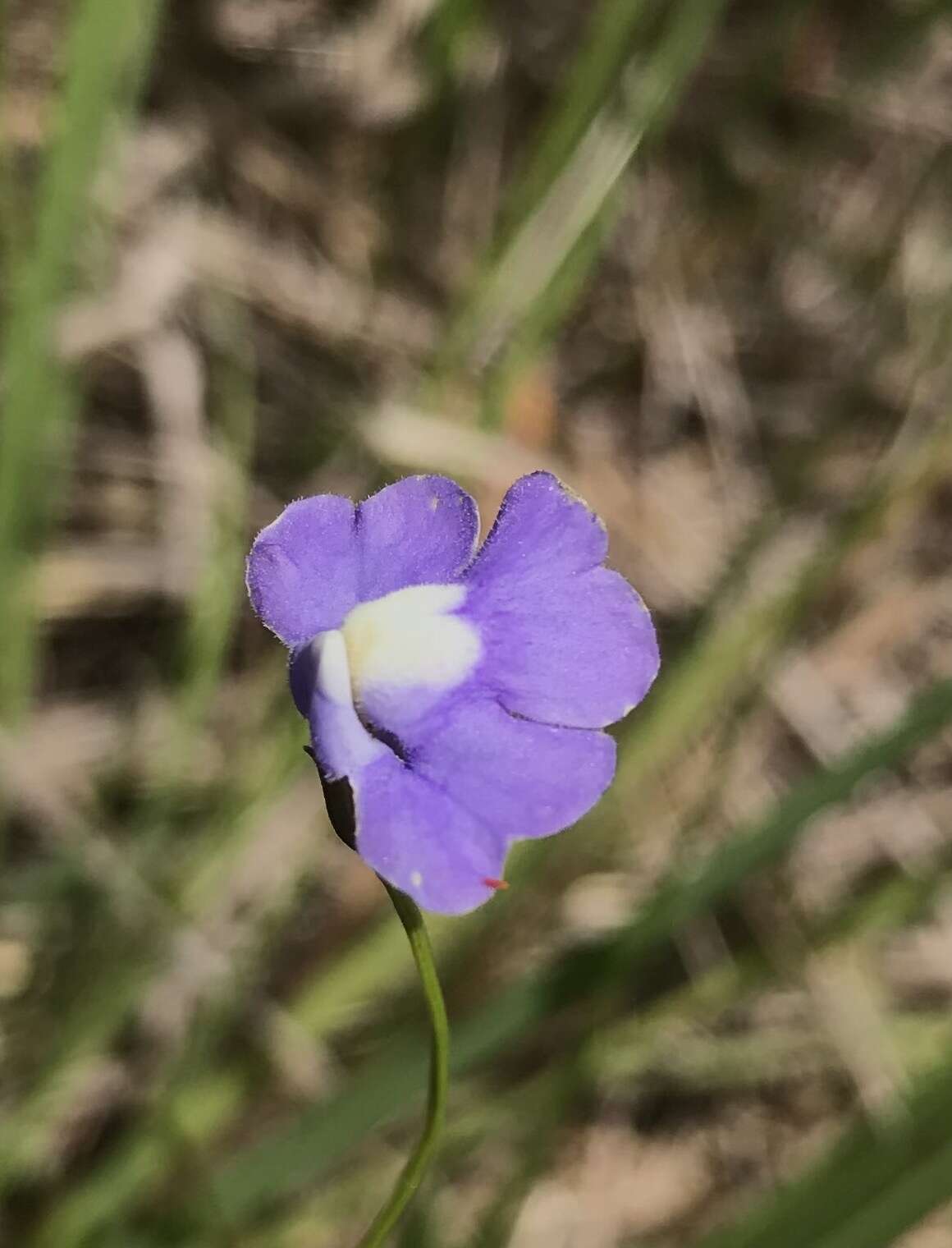 Imagem de Mimulus gracilis R. Br.