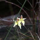 Caladenia flava subsp. sylvestris Hopper & A. P. Br.的圖片