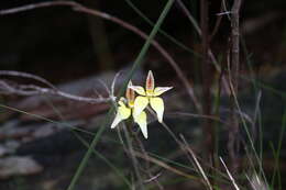 Image of Karri cowslip orchid