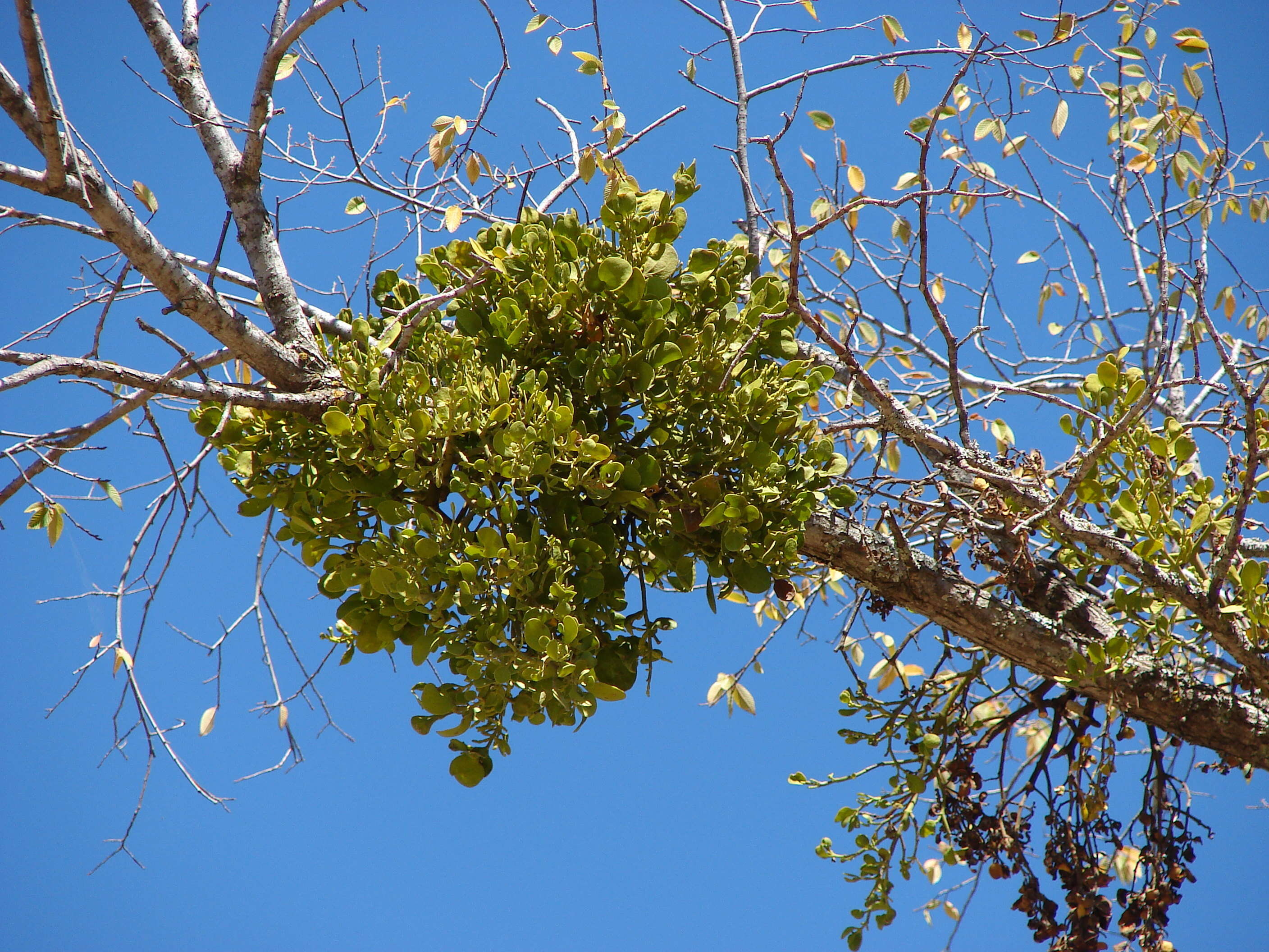 Imagem de Phoradendron leucarpum (Raf.) J. L. Reveal & M. C. Johnston