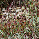 Слика од Eucalyptus buprestium F. Müll.