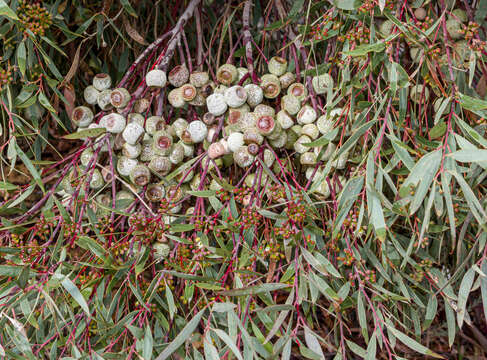 Слика од Eucalyptus buprestium F. Müll.