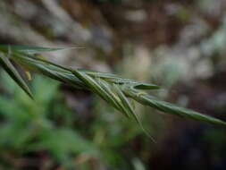 Image of Brachypodium kawakamii Hayata