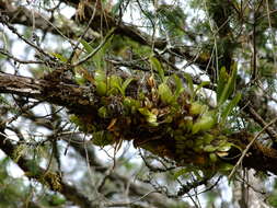 Image of Oncidium reflexum Lindl.