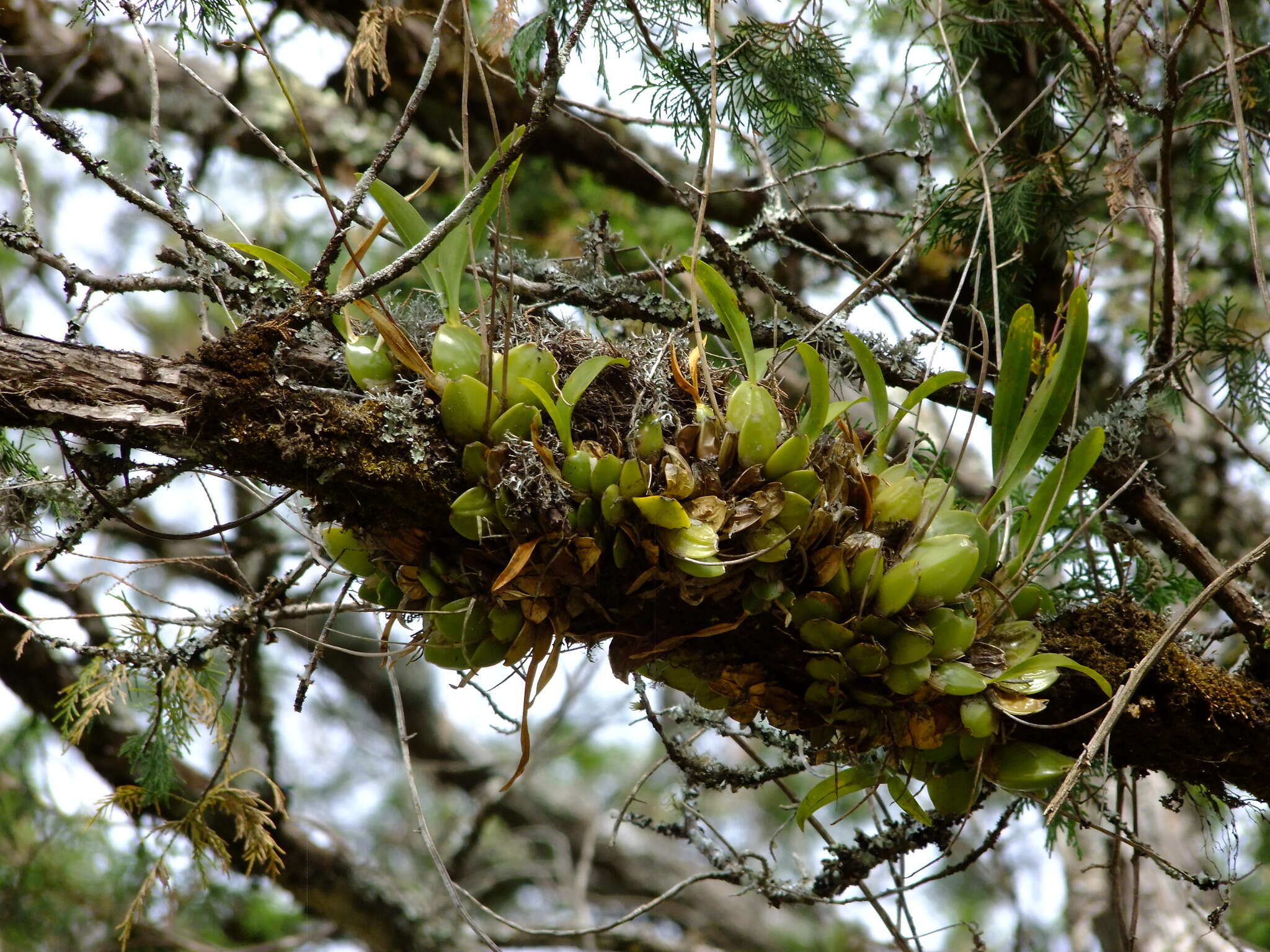 Image of Oncidium reflexum Lindl.