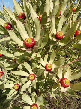 Image of Leucadendron pubibracteolatum I. J. M. Williams