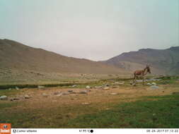 Image of Kiang