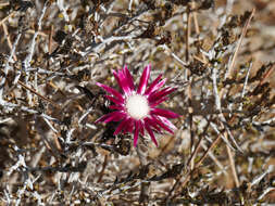 Image of Carlina pygmaea (Post) Holmboe