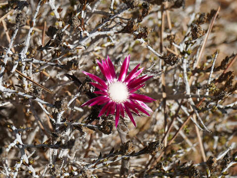 Image of Carlina pygmaea (Post) Holmboe