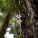 Image of Dendrobium linguella Rchb. fil.
