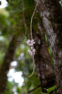 Image of Dendrobium linguella Rchb. fil.
