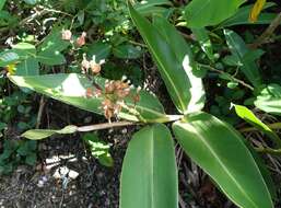 Image of Alpinia koshunensis Hayata