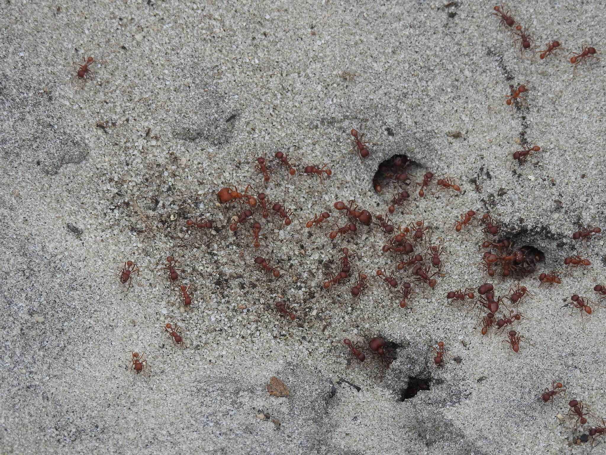 Image of Florida Harvester Ant