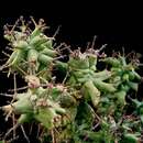 Image de Euphorbia polygona var. horrida (Boiss.) D. H. Schnabel