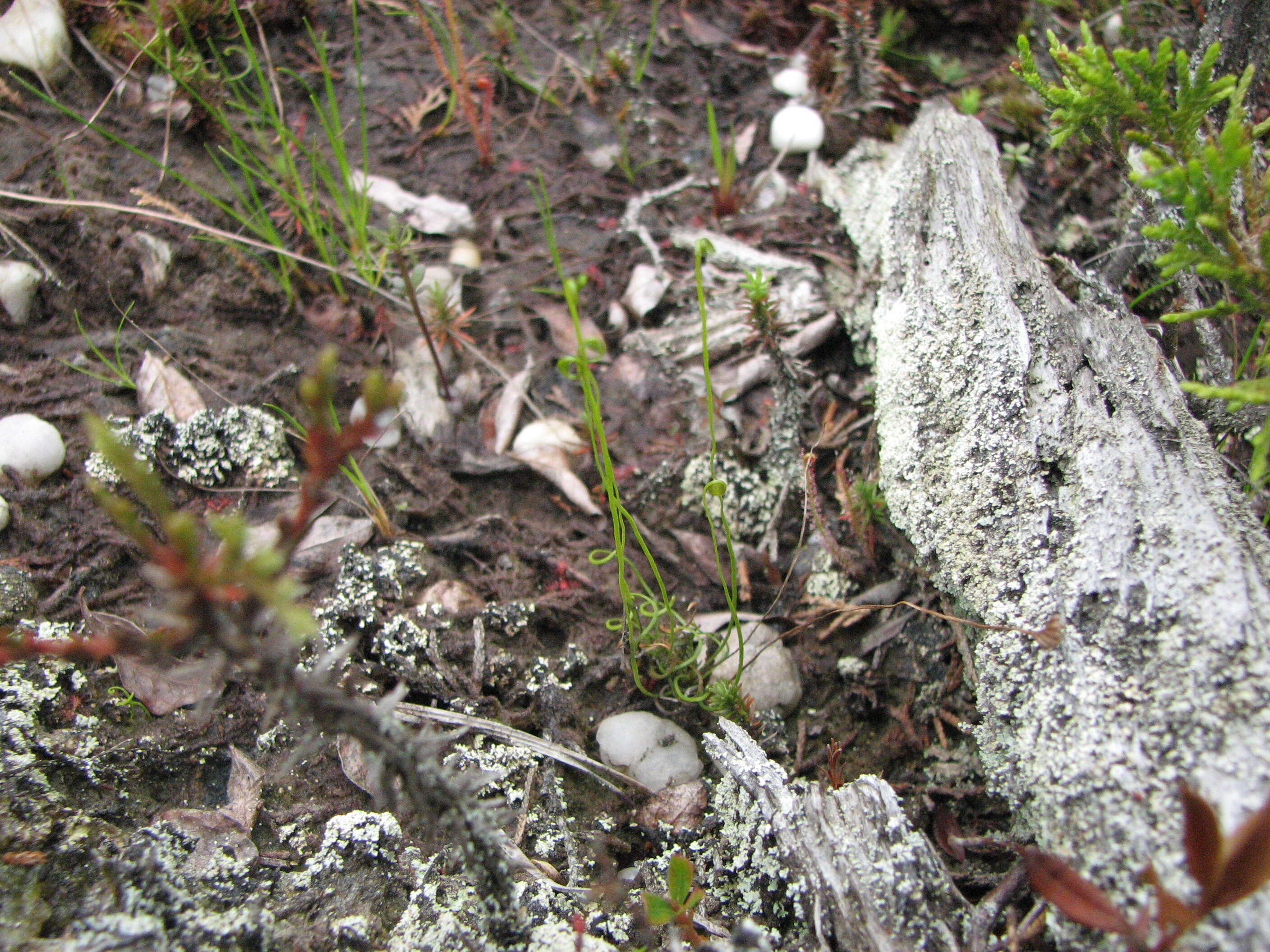 Image of little curlygrass fern