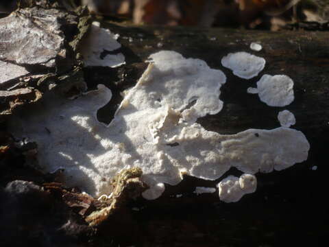 Image de Skeletocutis carneogrisea A. David 1982