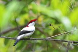 Imagem de Soldadinho-do-araripe