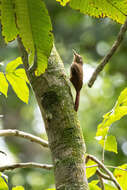 Image of Plain-winged Woodcreeper